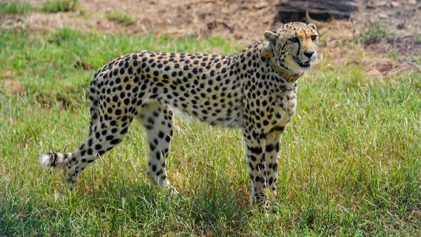 Kuno Cheetah Died