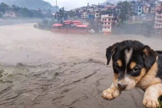 Himachal Flash Floods