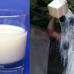 Man Bathe in Milk