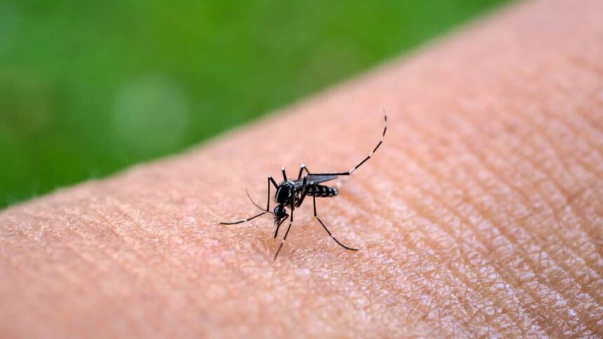 Chikungunya