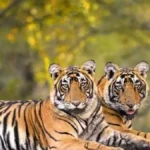 Tiger And Leopard Death