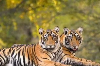 Tiger And Leopard Death