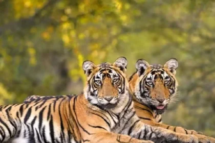 Tiger And Leopard Death