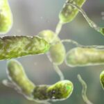 Flesh eating Bacteria