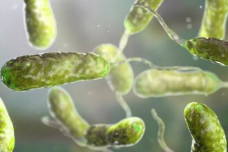 Flesh eating Bacteria