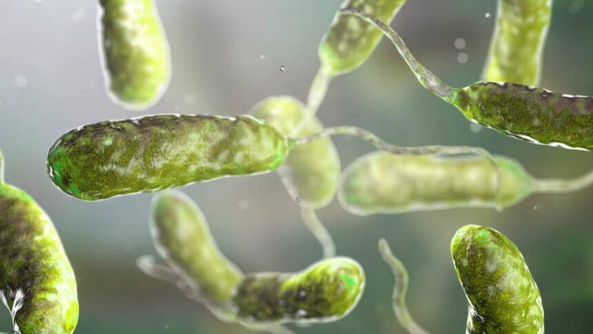 Flesh eating Bacteria