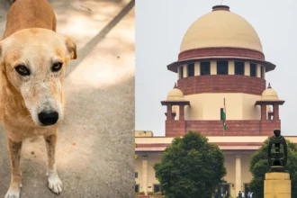 SC On Stray Dogs