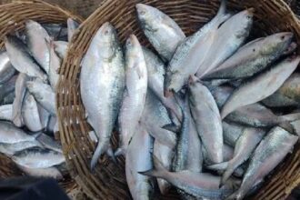 Bangladesh Hilsa