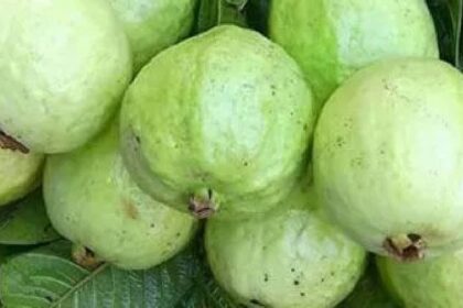 Benefits of guava