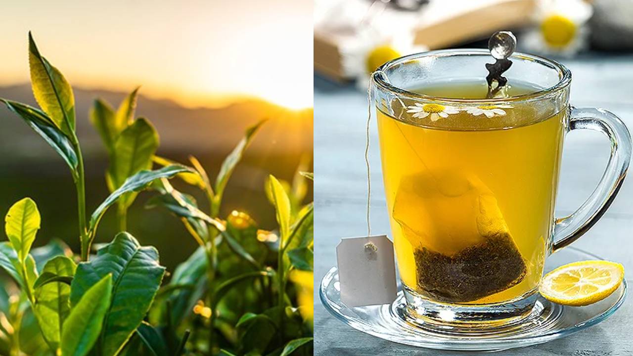 Green Tea: জানা আছে চুলের যত্নে গ্রিন টি ঠিক কতটা কার্যকর? » KTV Bangla