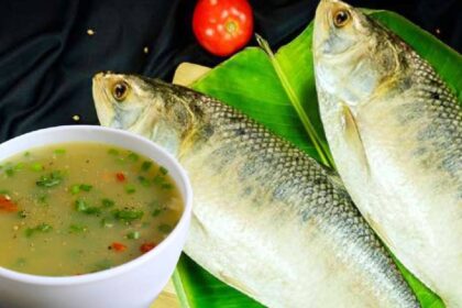 Hilsa fish