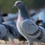 Threat Note in Jammu