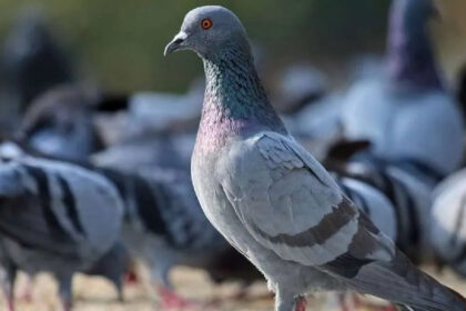 Threat Note in Jammu