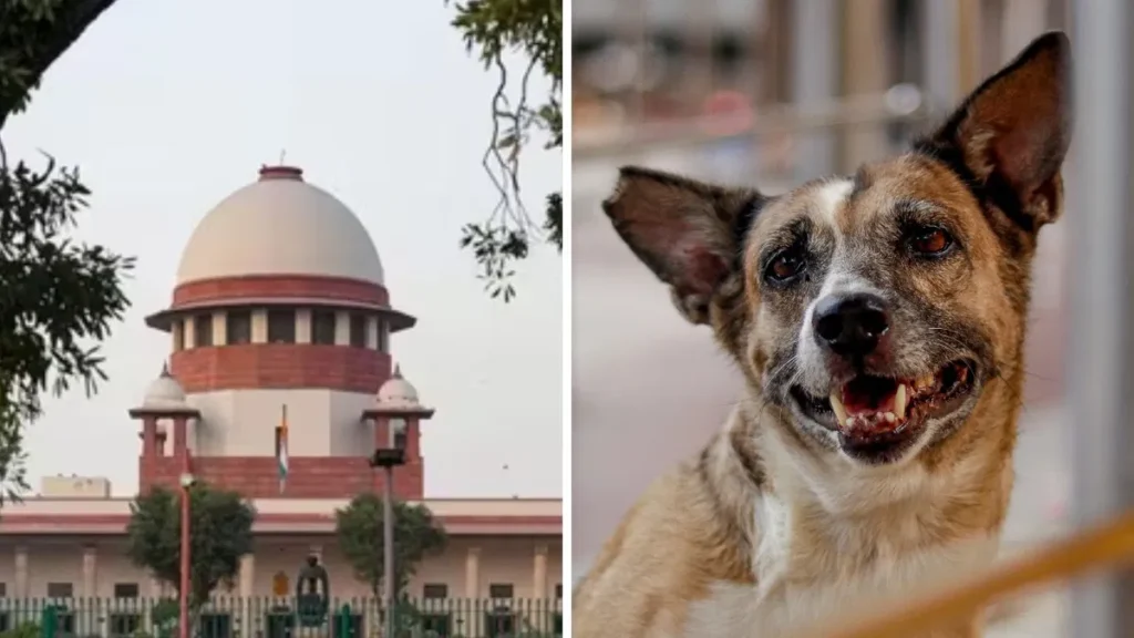 SC On Stray Dogs