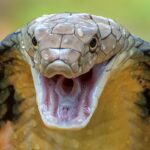 Poisonous snake in school