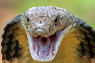 Poisonous snake in school