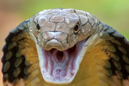 Poisonous snake in school