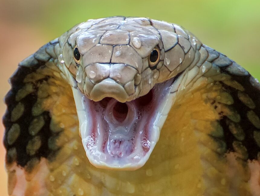 Poisonous snake in school
