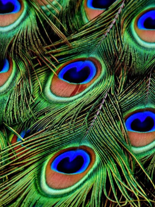 বাড়িতে রয়েছে শ্রীকৃষ্ণের প্রিয় ময়ূর পালক! বাস্তুশাস্ত্র কি বলছে জানেন?