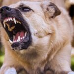 Karnataka Dogs Record