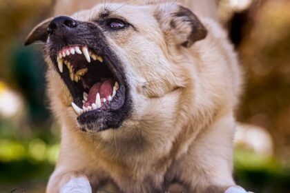 Karnataka Dogs Record