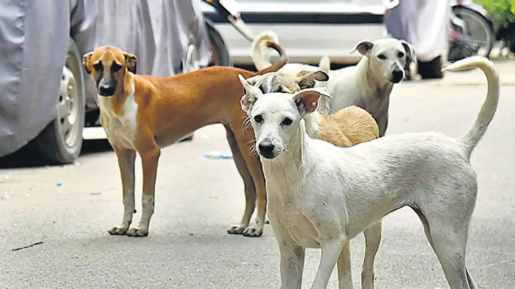 SC On Stray Dogs