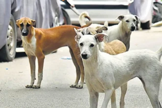 SC On Stray Dogs