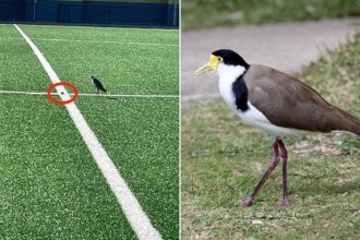 Plover bird