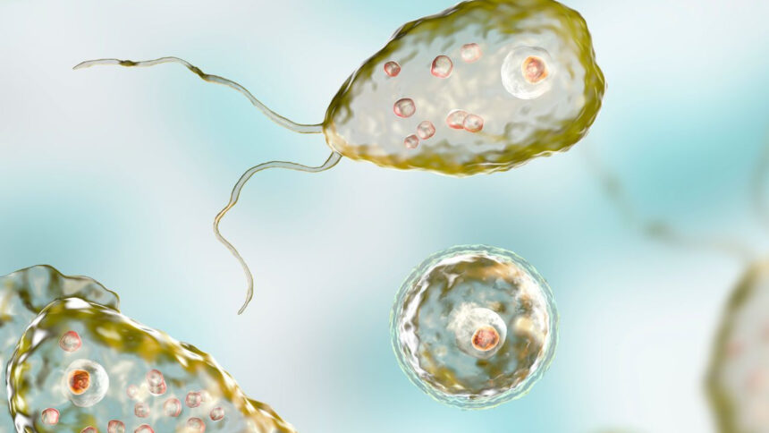 Brain Eating Amoeba