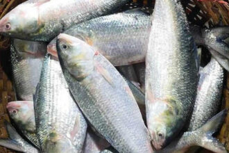 Bangladeshi Hilsa