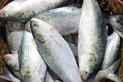 Bangladeshi Hilsa