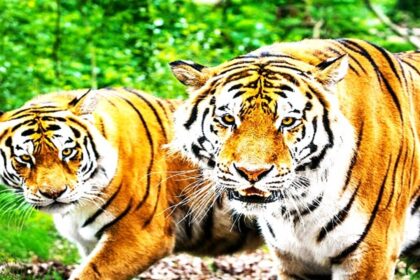 Tigress Death at Alipore Zoo