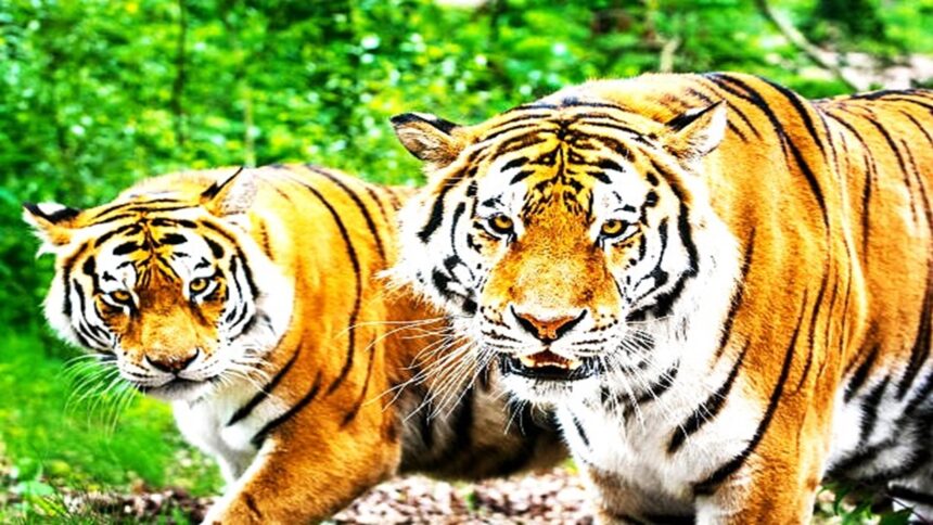 Tigress Death at Alipore Zoo