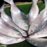 Hilsa Fish Bangladesh