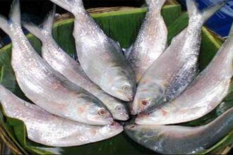 Hilsa Fish Bangladesh