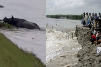 Wild Animal Rescue Operation