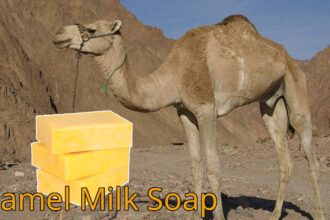 Camel Milk Soap