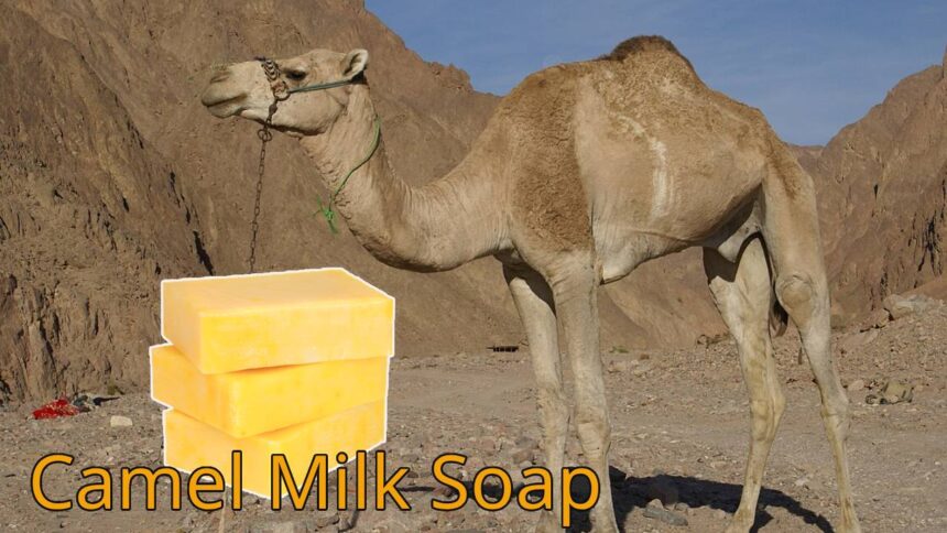 Camel Milk Soap