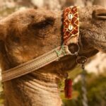 Camel in India