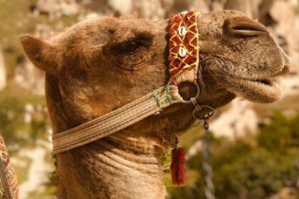 Camel in India