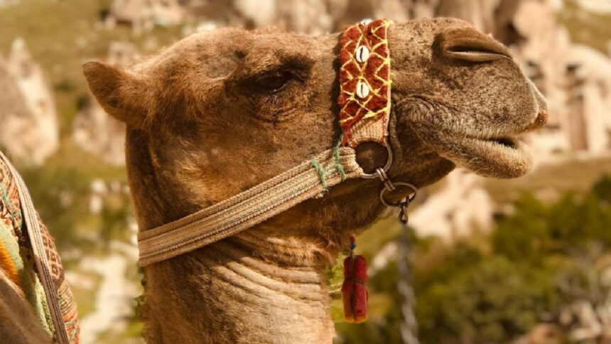Camel in India