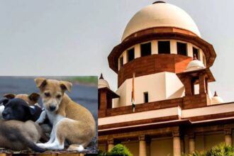 Supreme Court On Stray Dogs