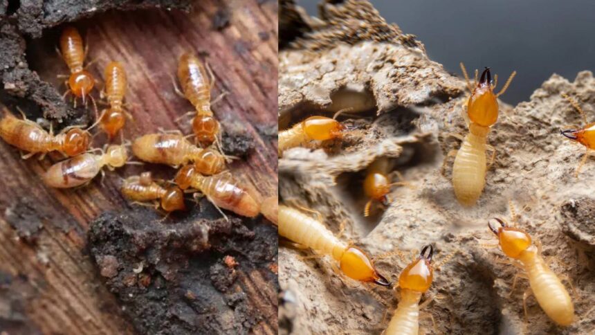 Termite