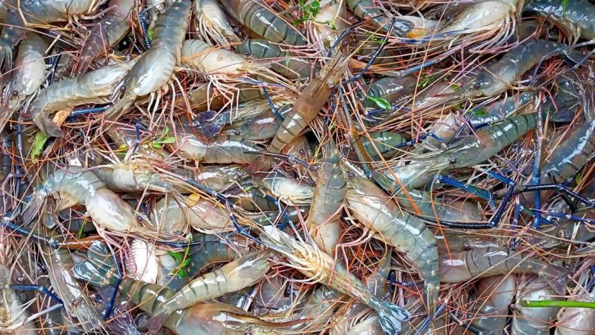 Prawn Fish