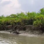 Sundarban