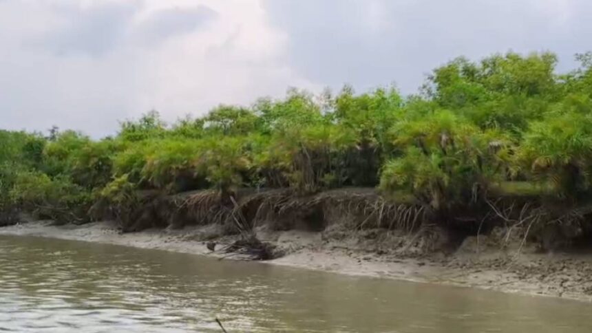 Sundarban