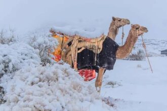 Saudi Arabias Snowfall_