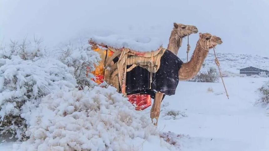Saudi Arabias Snowfall_