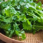 Coriander Leaves