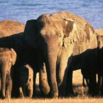 Elephants Death